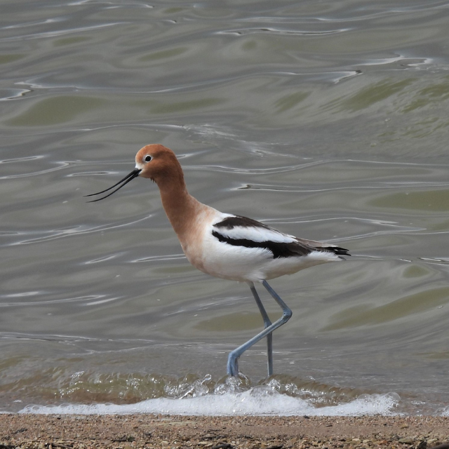 American Avocet walking along water.