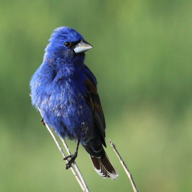 Blue grosbeak