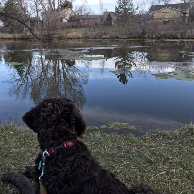 Dog looking at pond.