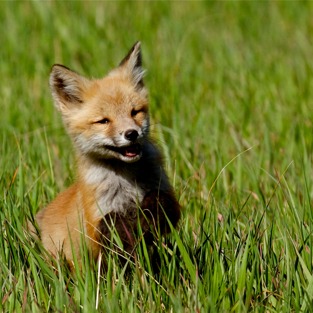 Young fox in grass.
