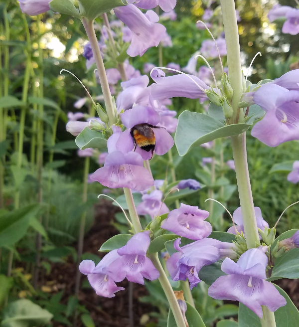 bumblebee in penstemon flower
