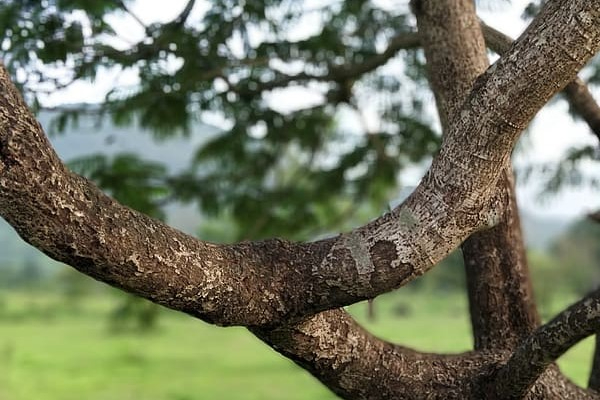 Tree Branch Removal Assistance
