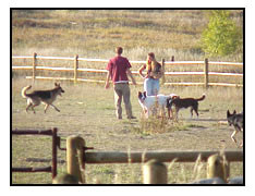 Dog Park