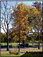 Tribute tree in City Park
