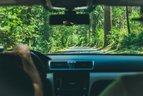 Car on road in forest