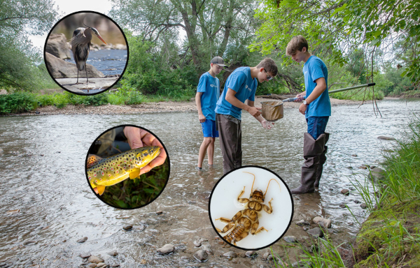 Poudre River with 3 kids wadding circles on top with crane fishes person and aquatic insect