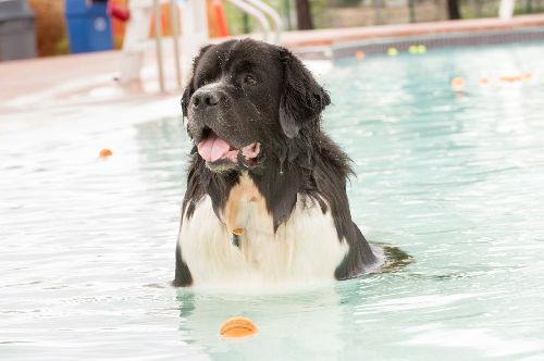 Pooch Plunge