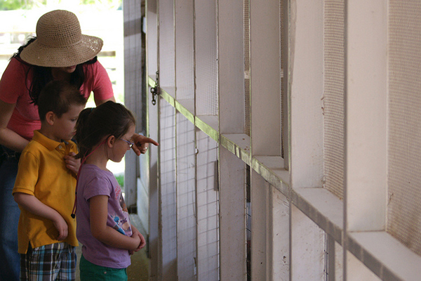 two children and an adult looking at farm animals