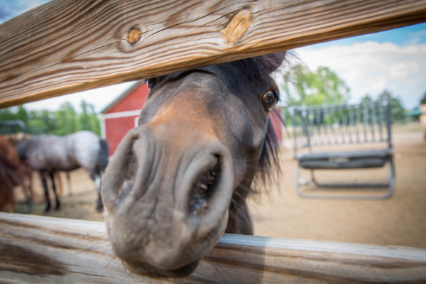 Horse at The Farm