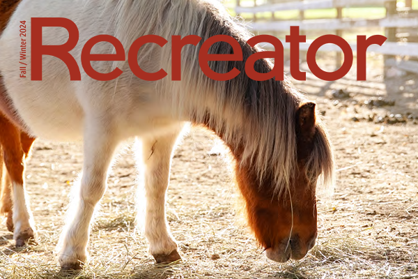 pony eating hay