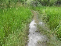 flooded-trail.jpg flooded-trail.jpg