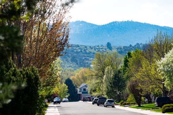 neighborhood street in fort collins with trees on the side of the road