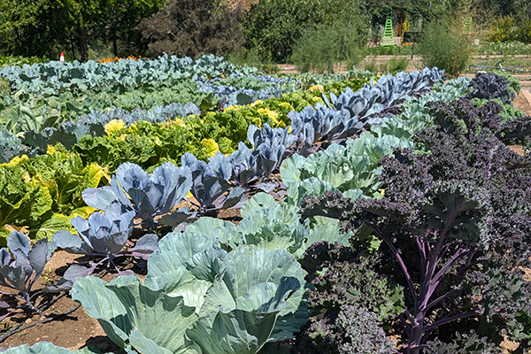 A photo of plants growing in the Garden of Eatin’