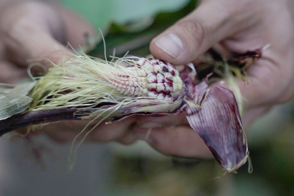 A photo of food grown in partnership partner with the local Indigenous community.