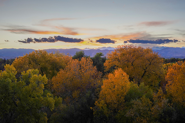 A photo of a sunset behind the Rocky Mountains with trees in the foreground.