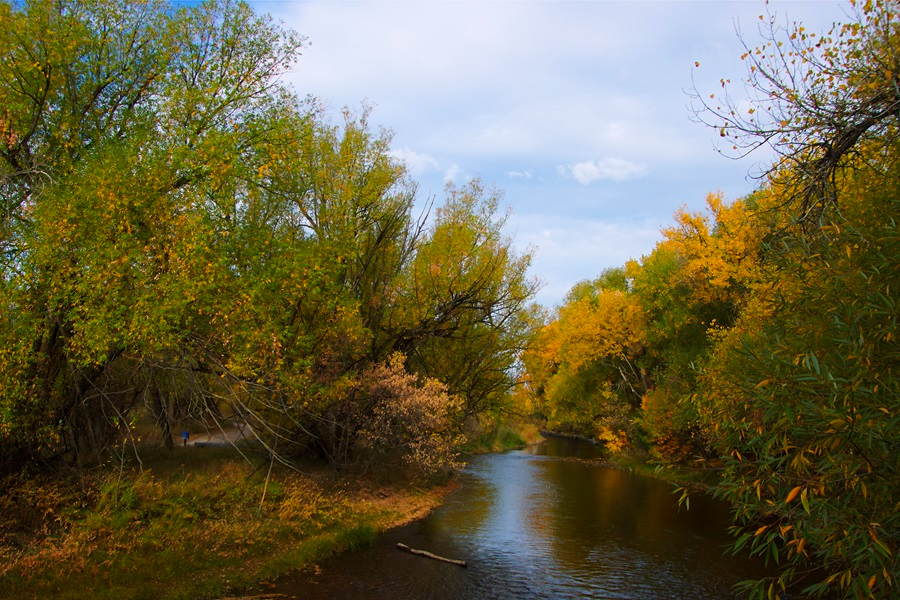 El río Cache la Poudre en el Área Natural de McMurry.