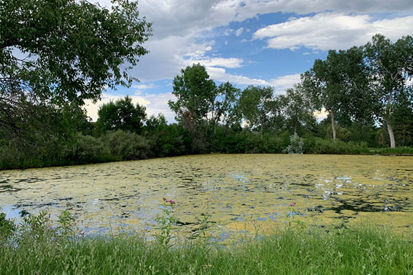 algal blooms