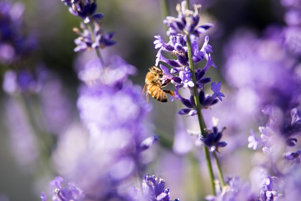 Bumblebee rests on a purple flower.