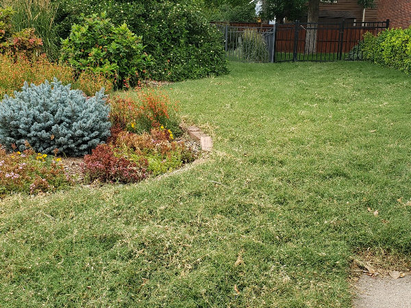 A front yard with buffalo grass in July.