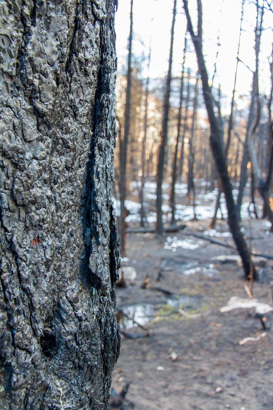 Cameron Peak Fire Burn Area