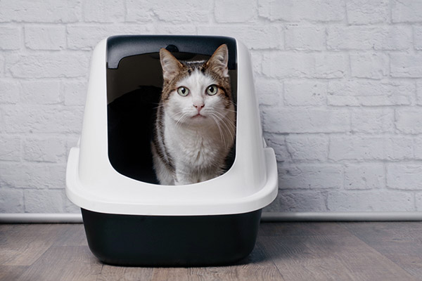 Cat litter