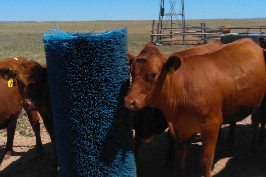 Cows scratching on street sweeper brush