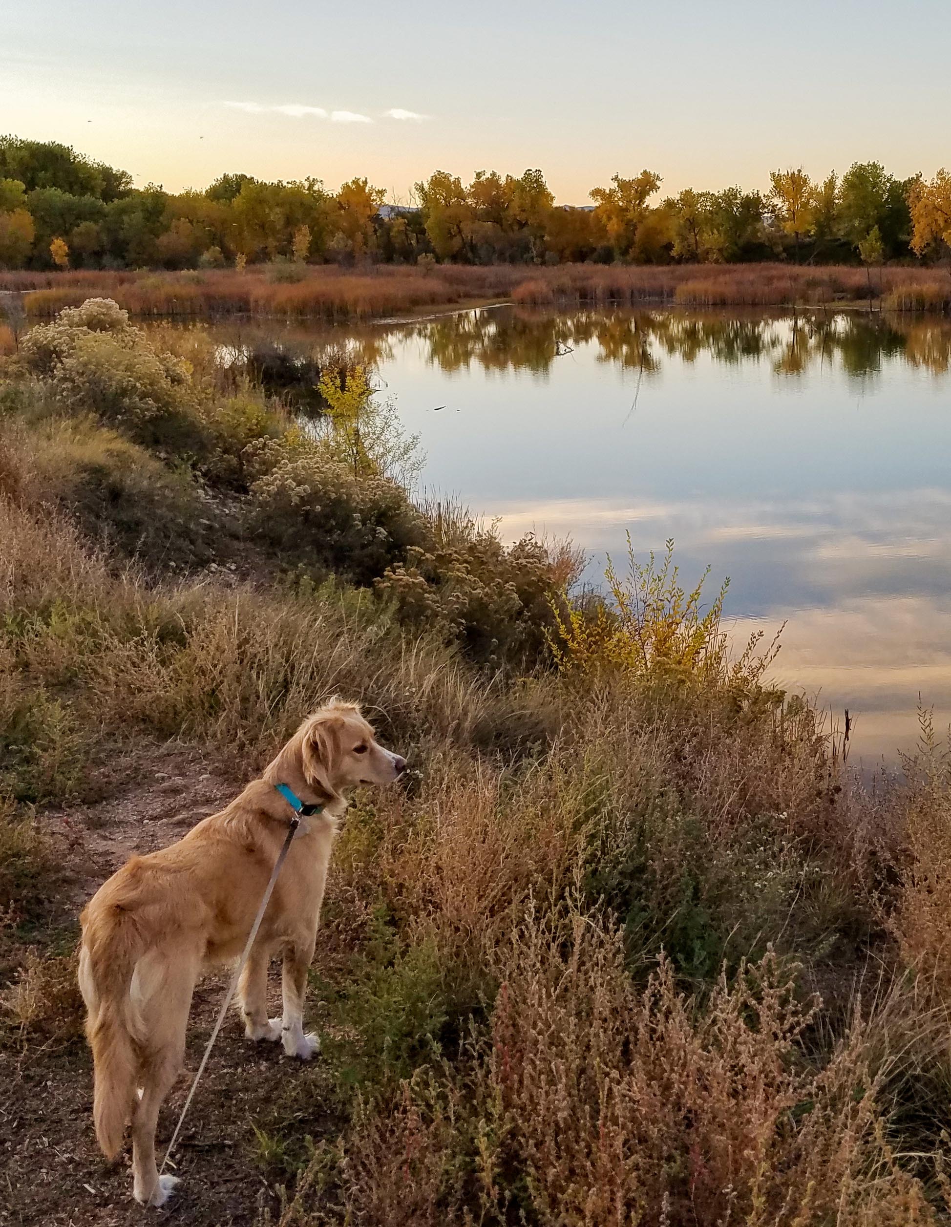 Dog by lake