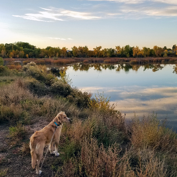 dog by lake