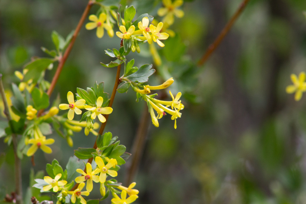 Yellow flowers