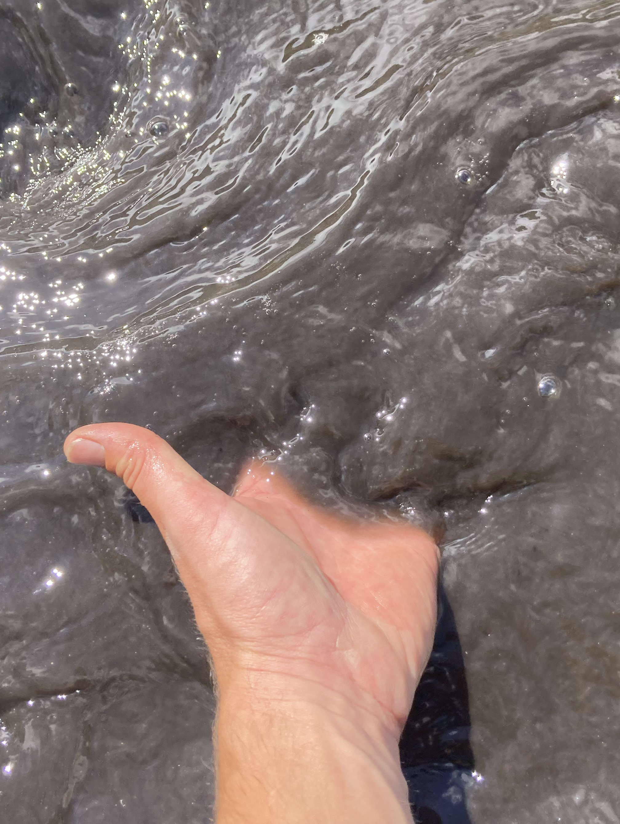 Ash-laden water on the Poudre River.