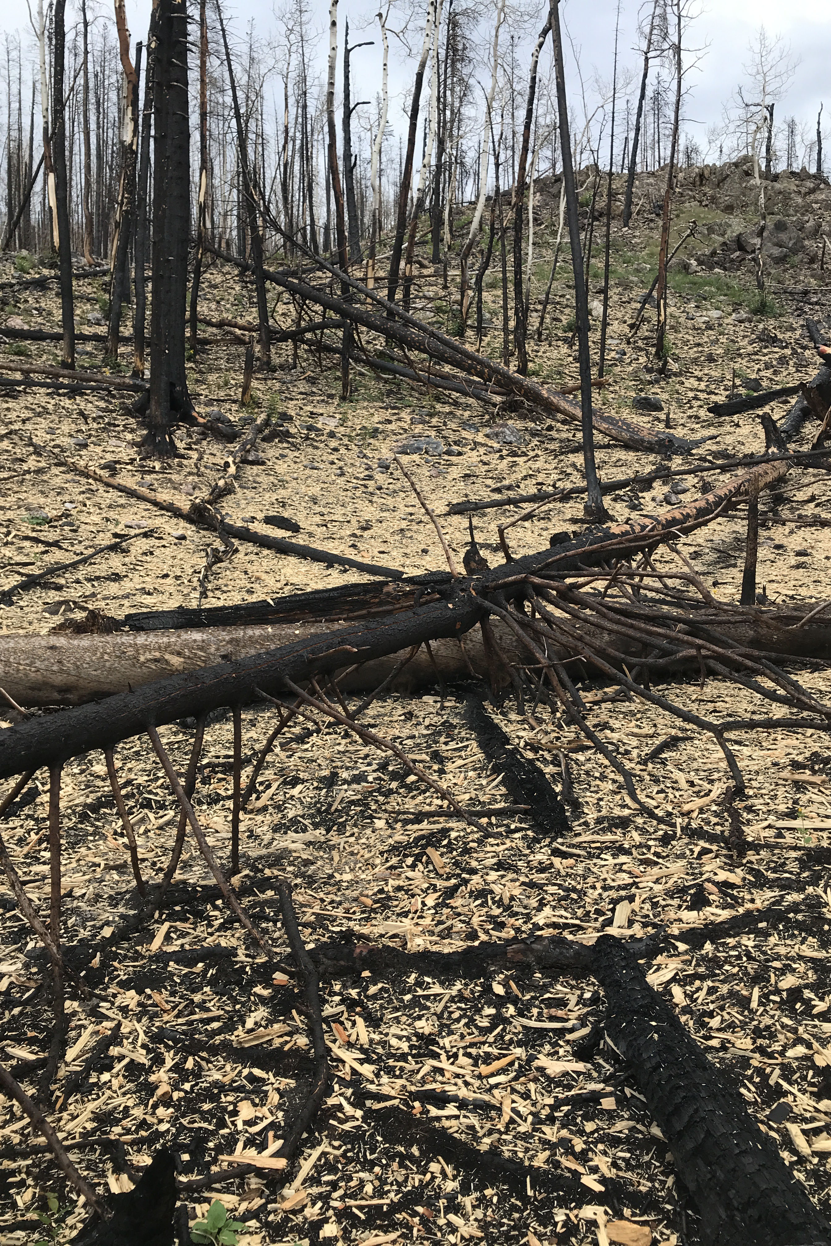 Mulch in Cameron Peak Burn Area