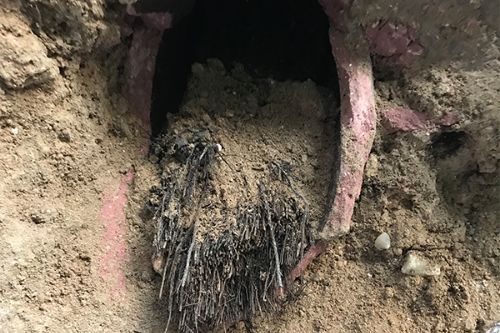 Tree roots in sewer pipes
