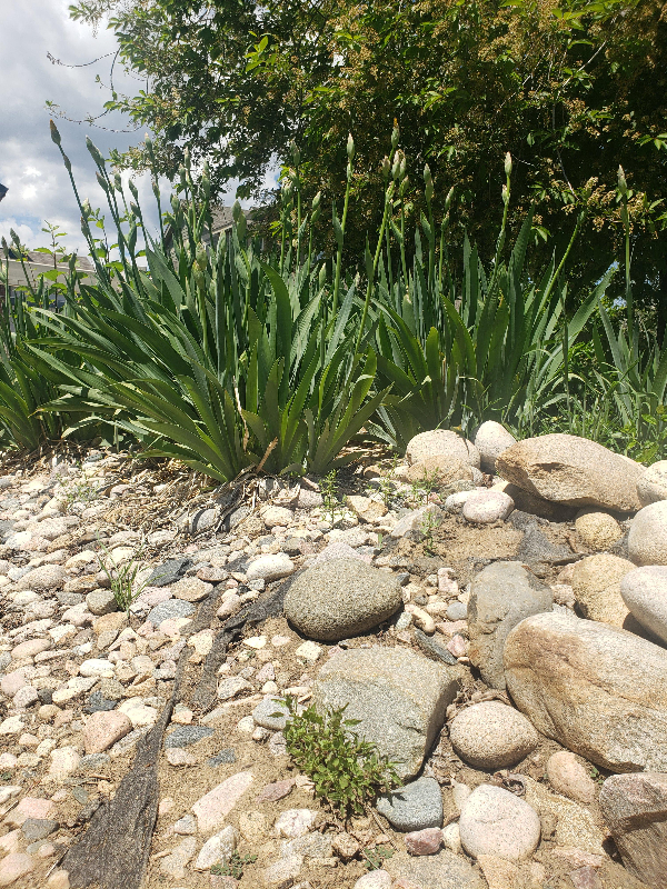 weed fabric showing through rocks