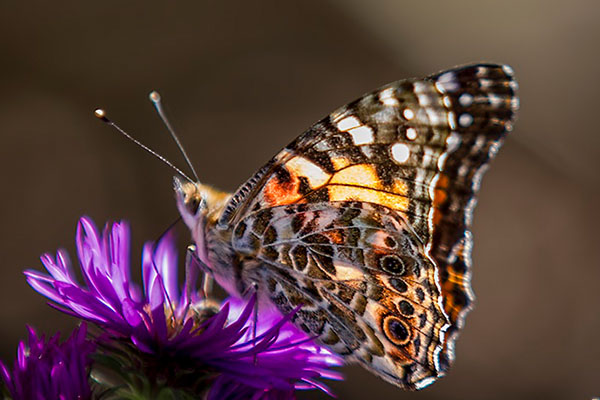 xeriscape-garden-party-city-of-fort-collins