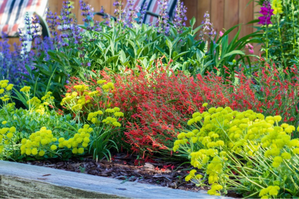Native flowers in a flower bed.