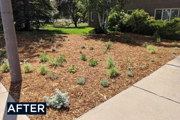 after photo at regency park condos, mulch and plants