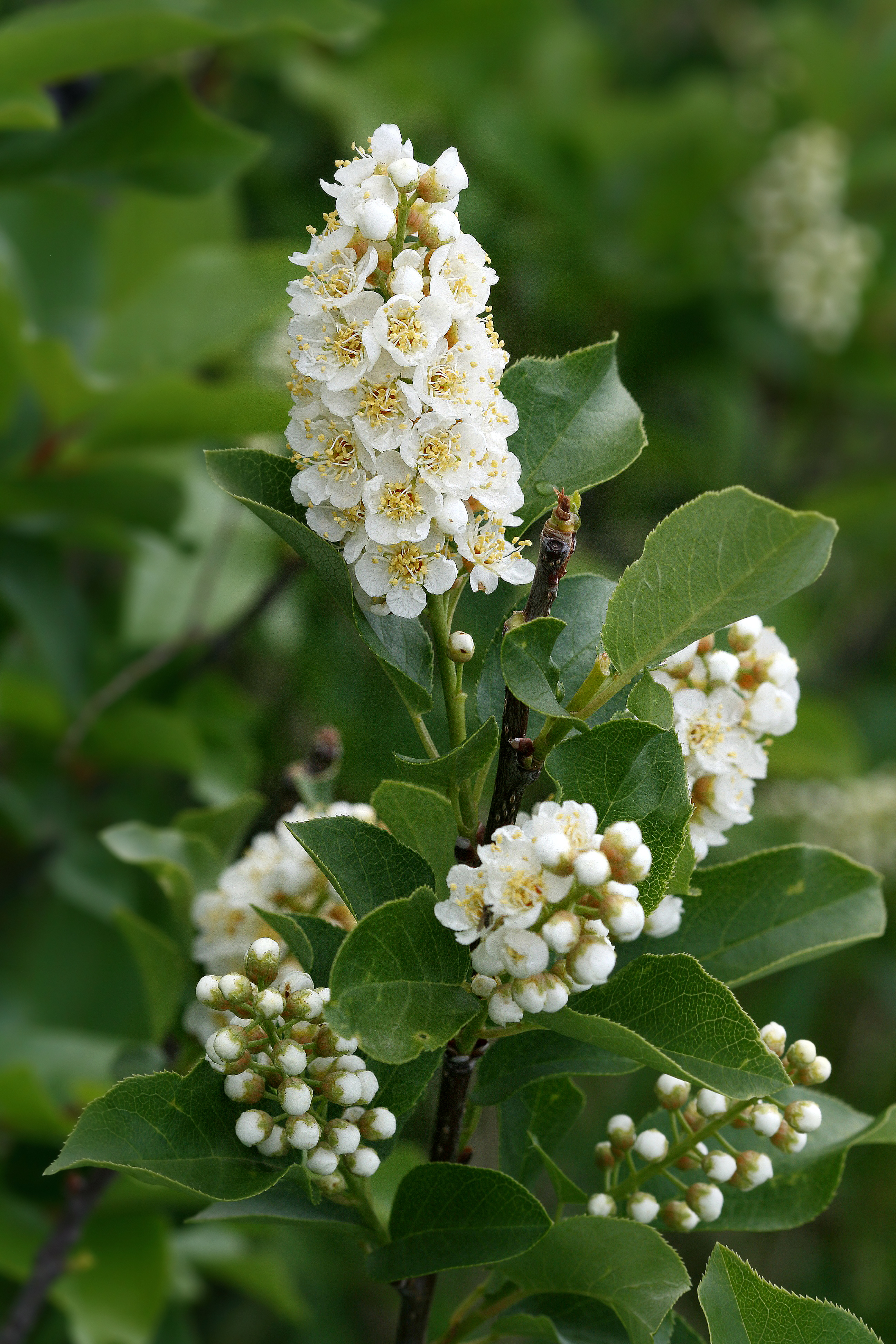 Prunus virginiana var. demissa (black chokecherry) - City of Fort