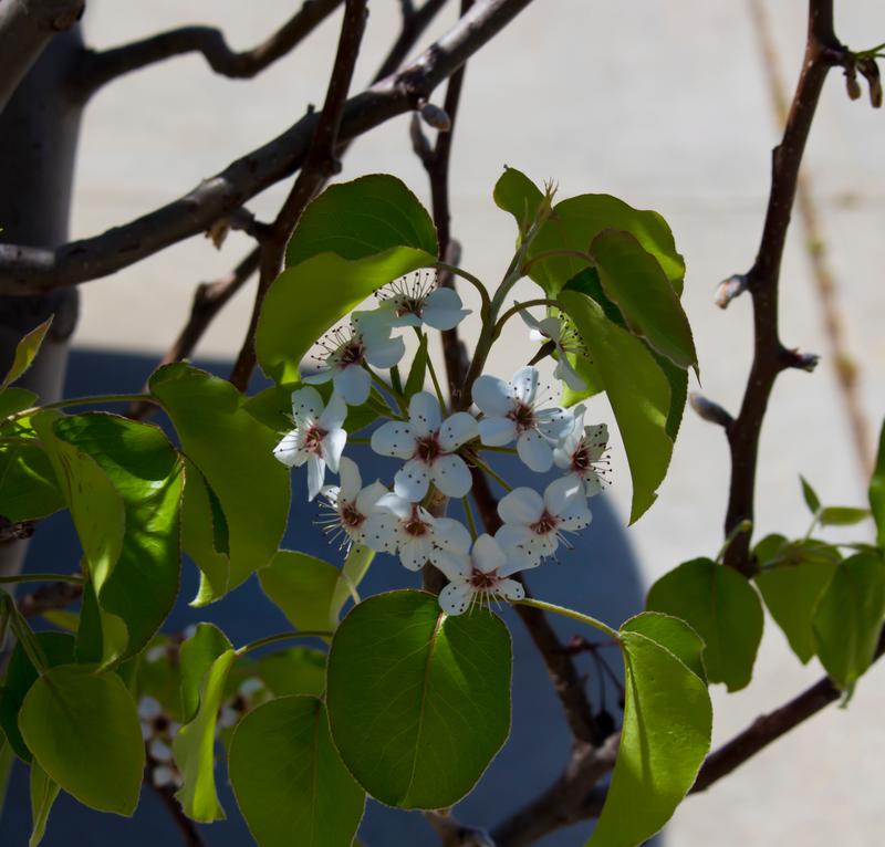 Pyrus calleryana ‘Redspire’ (Redspire flowering callery pear) - City of