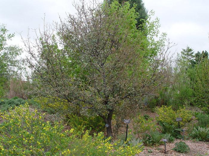 Quercus turbinella (Sonoran scrub oak) City of Fort Collins