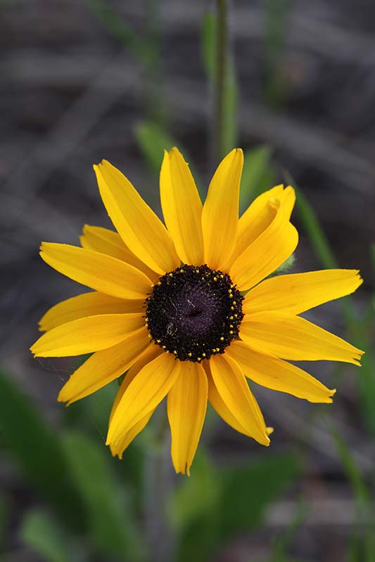 Rudbeckia hirta var. pulcherrima (blackeyed Susan) City of Fort Collins