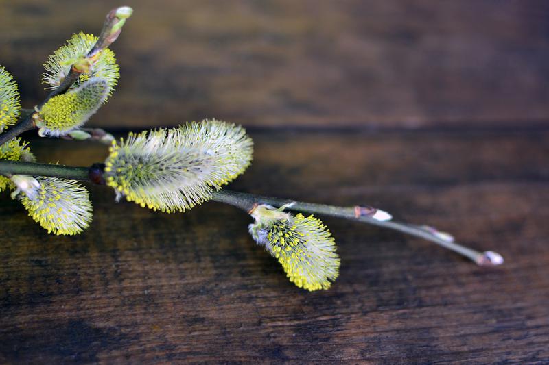 salix-discolor-pussy-willow-city-of-fort-collins