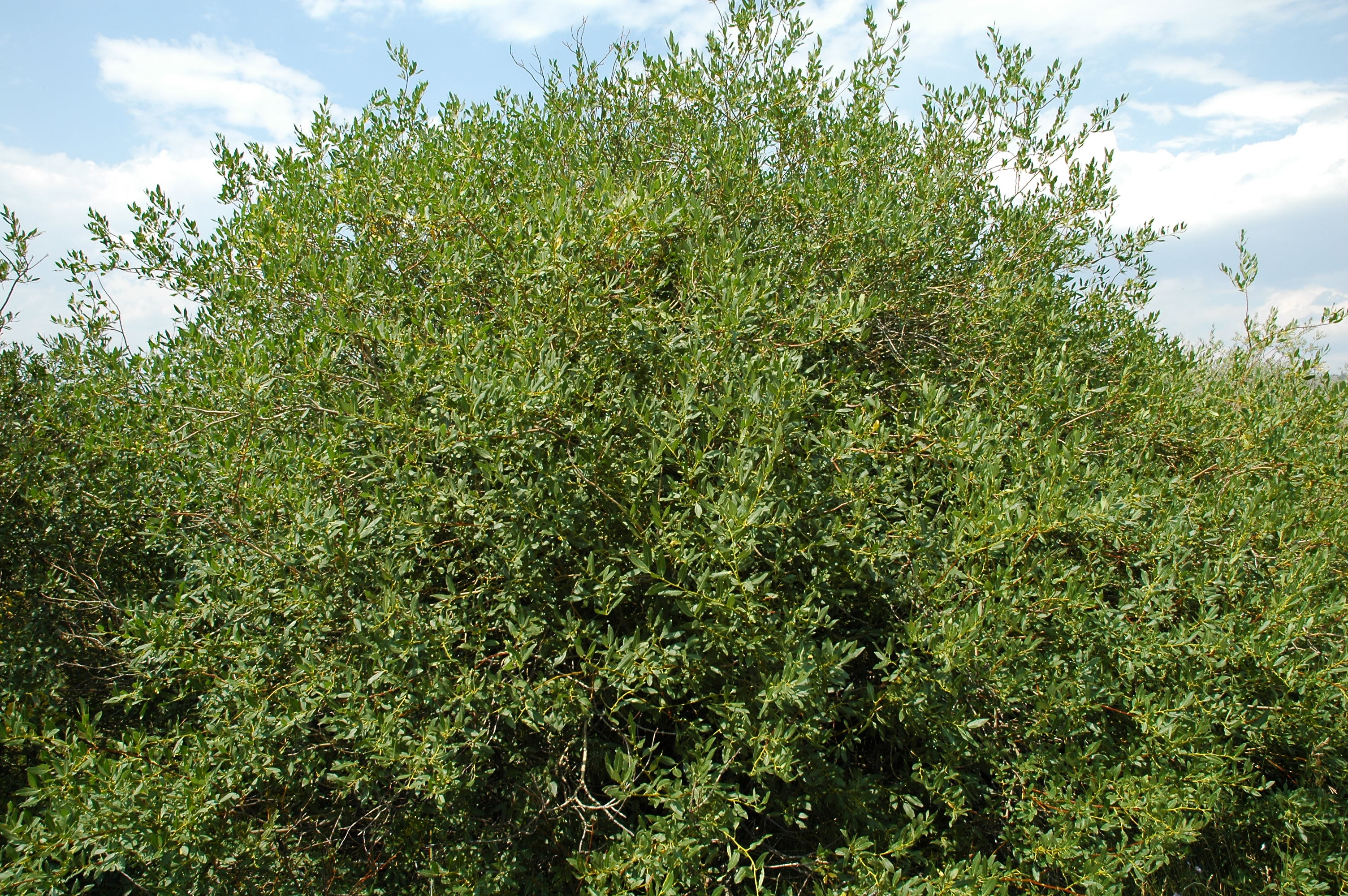 Salix monticola (mountain willow) City of Fort Collins