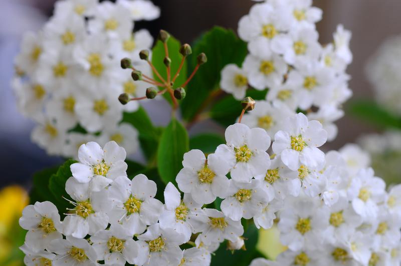 Spiraea nipponica &lsquo;Snowmound&rsquo; (Snowmound spirea) - City of Fort 