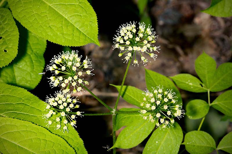 Aralia nudicaulis (wild sarsaparilla) City of Fort Collins