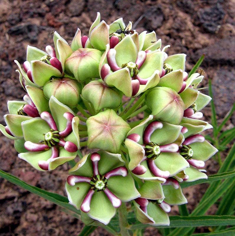 Asclepias asperula (spider milkweed) - City of Fort Collins