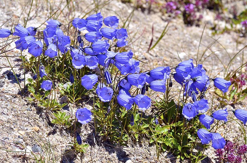 Campanula Cochleariifolia () Campanula Cochleariifolia