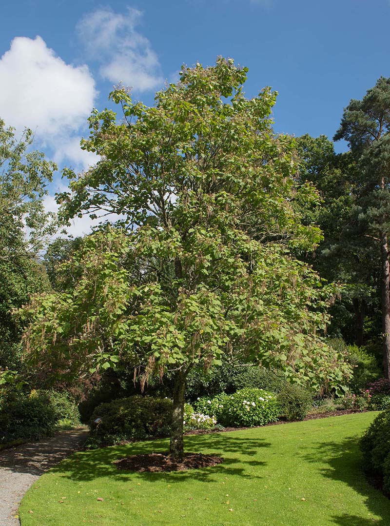 Catalpa ovata (Chinese catalpa) City of Fort Collins