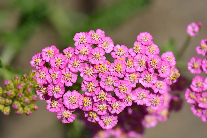 Achillea 'Summer Pastels' (Summer Pastels yarrow) City of Fort Collins
