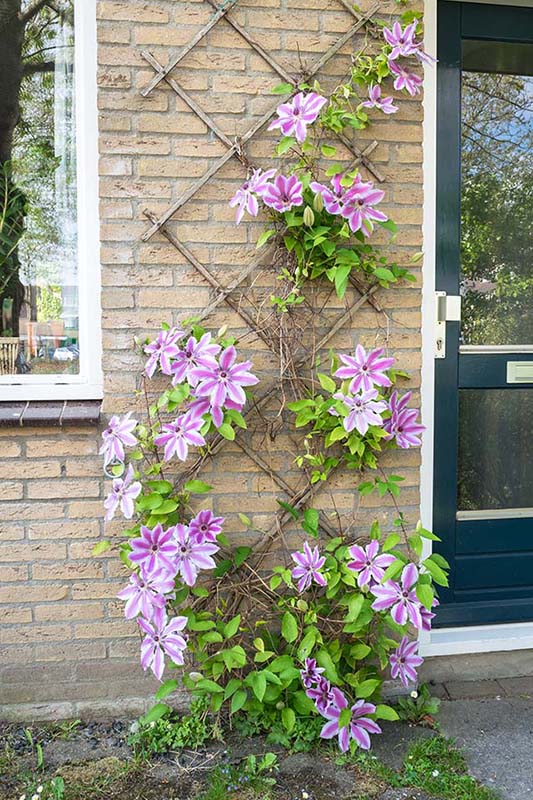 Clematis Nelly Moser Nelly Moser clematis City of Fort Collins