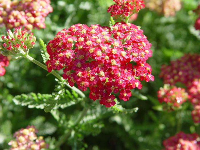 Achillea millefolium 'Paprika' (Paprika yarrow) City of Fort Collins